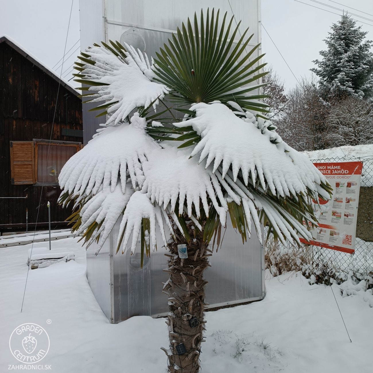 Obrázok Palma konopná (Trachycarpus fortunei) - výška 20-30 cm, kont. C3L ( -17°C)
